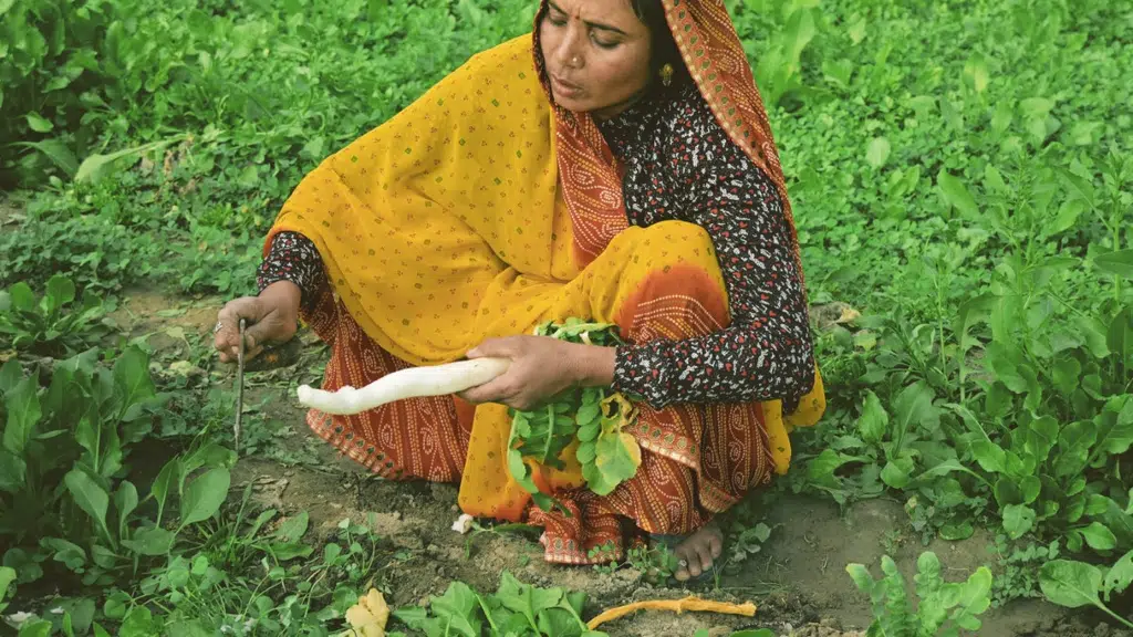 Anubhuti Smart Agri, Bhiwani-Haryana