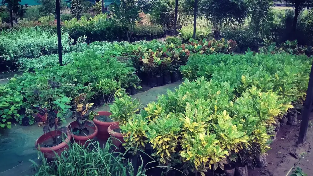 Shree Ram Nursery