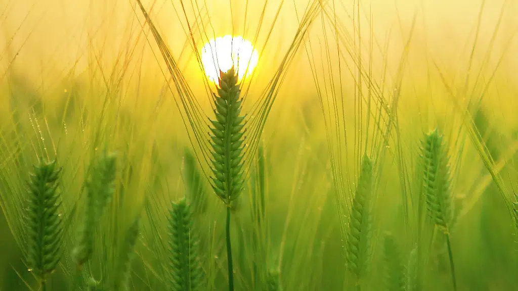 Anshul Agro Chemicals