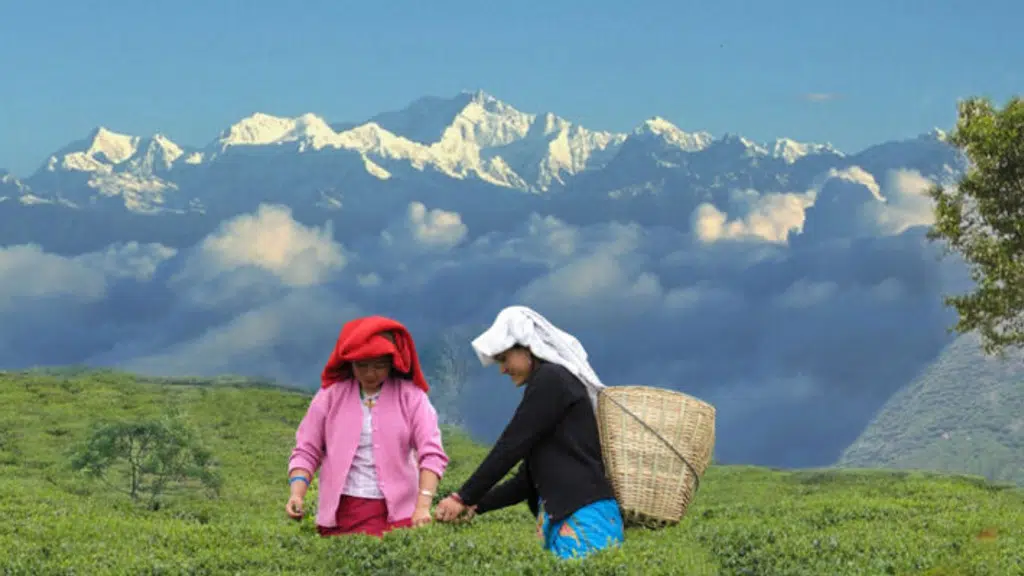 Kirti Tea Trading