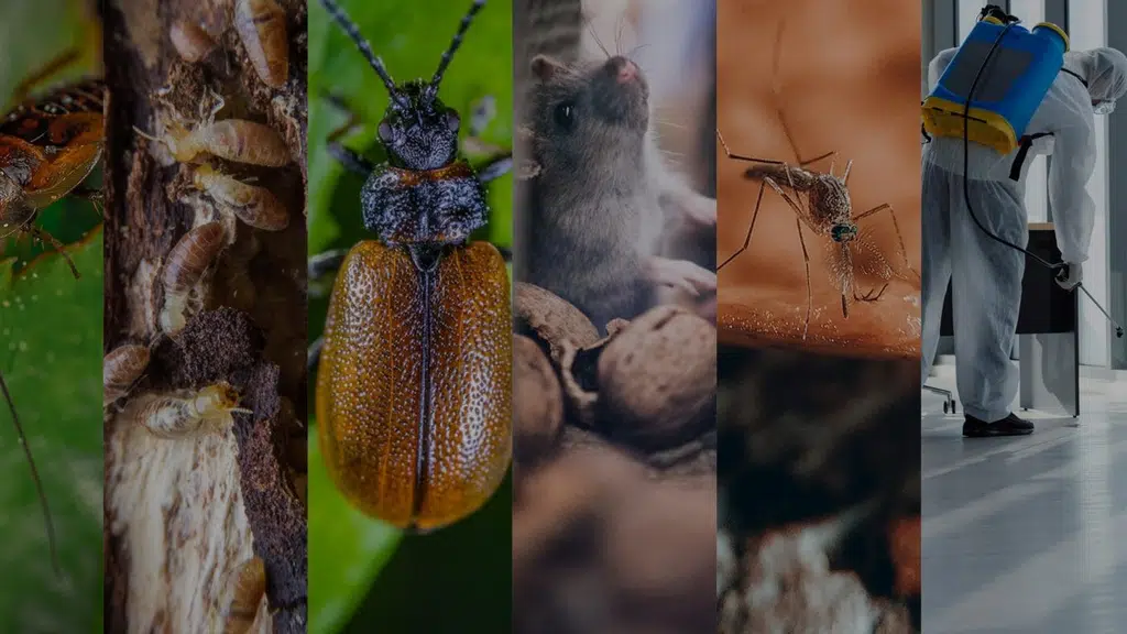 Prime Pest Control Kolkata
