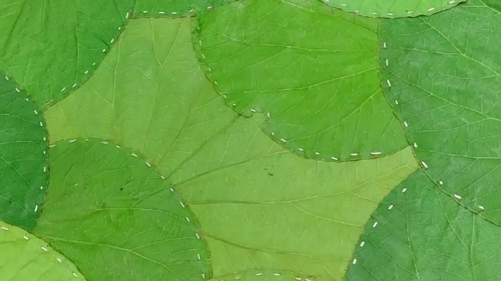 BatrcGreen
