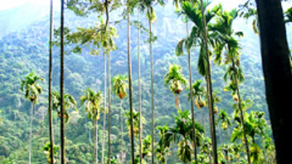 Arecanut Auction Centre