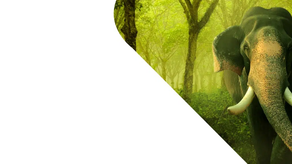 Corbett Safaris