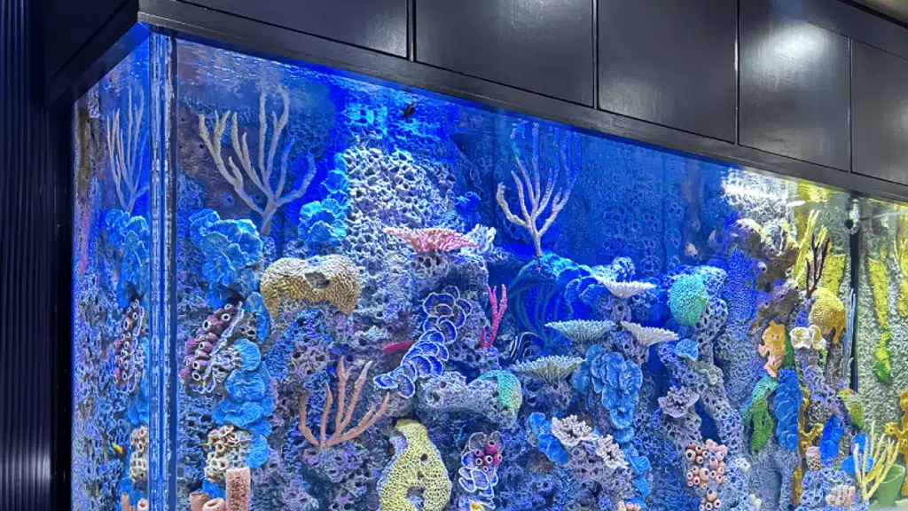 Aquariums Expert