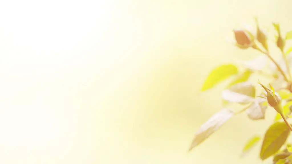 Designer Health Pvt. Ltd.