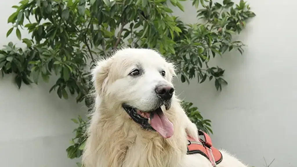 Wagtime I Premium Dog Boarding, Pool & Cafe