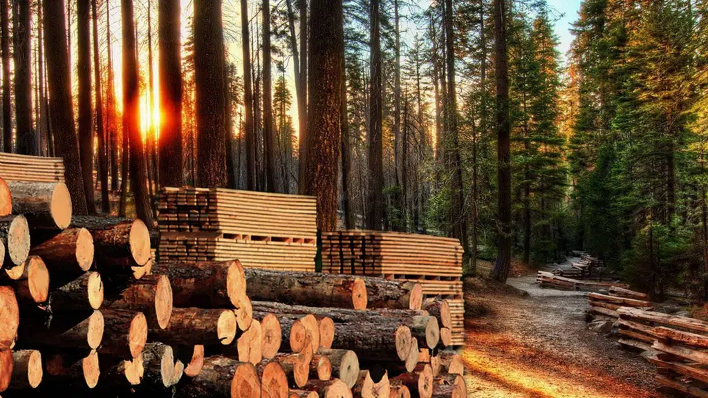 Pine Exporters