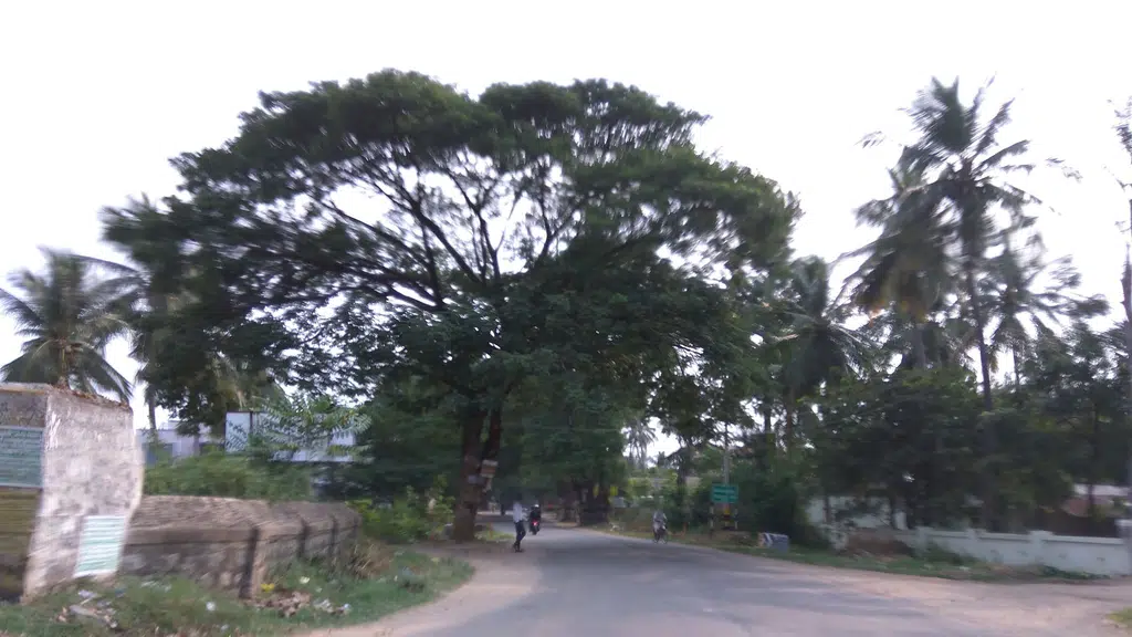 South India Saw Mill