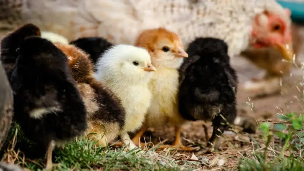 Daulat Breeding Farms and Research Centre