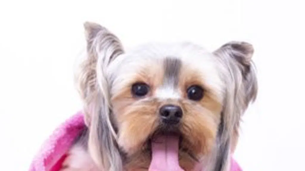 Brigade Pet Care