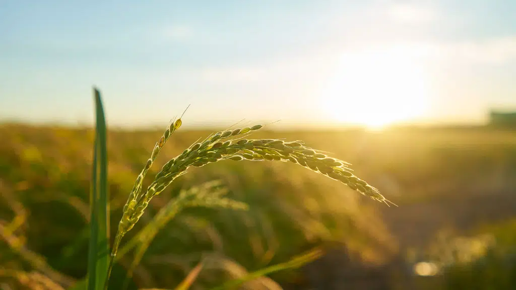 Punjab Agri Ventures