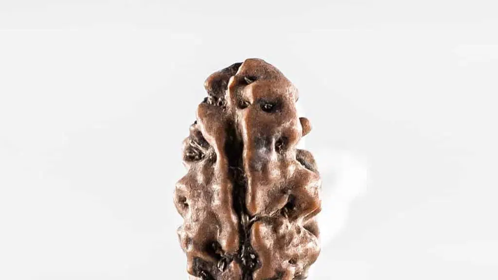 Shri Rudraksha