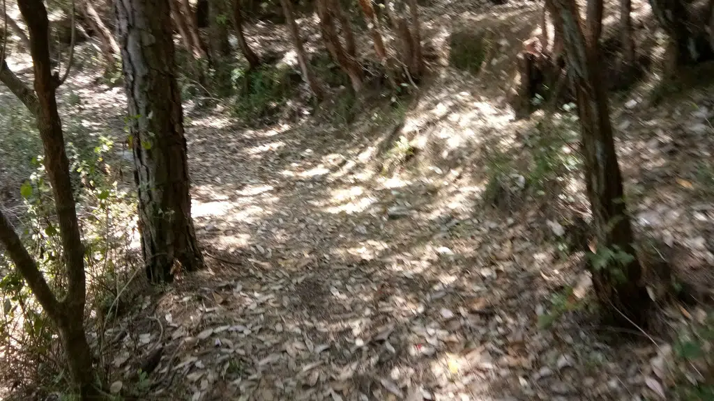 Silent Trail