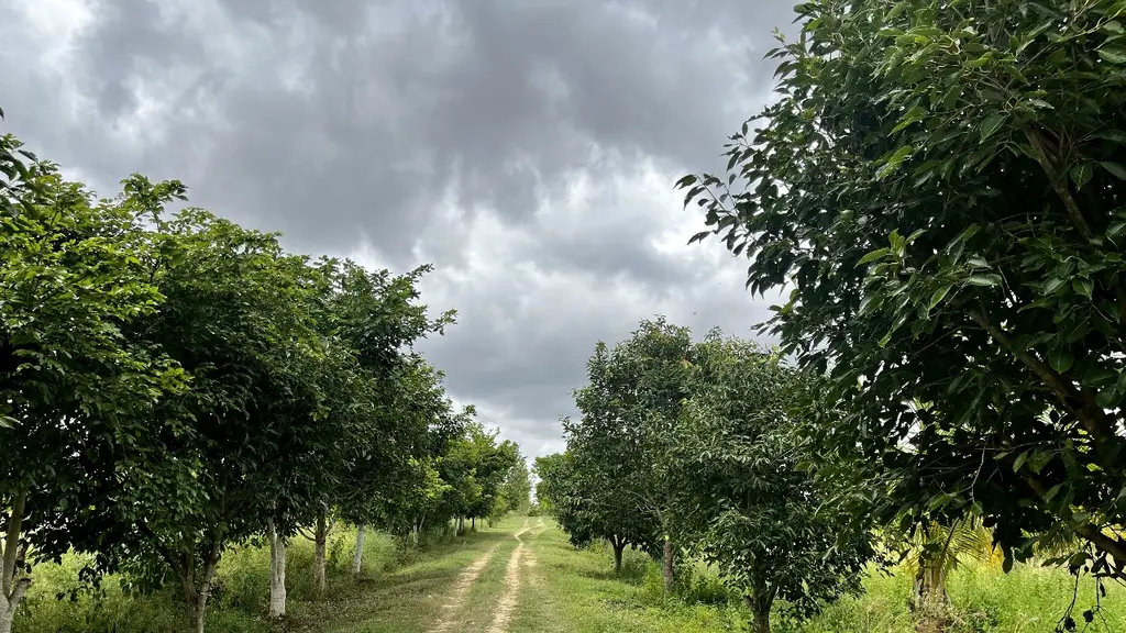 Manikya farm