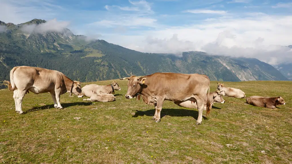 Wellcon Animal Health