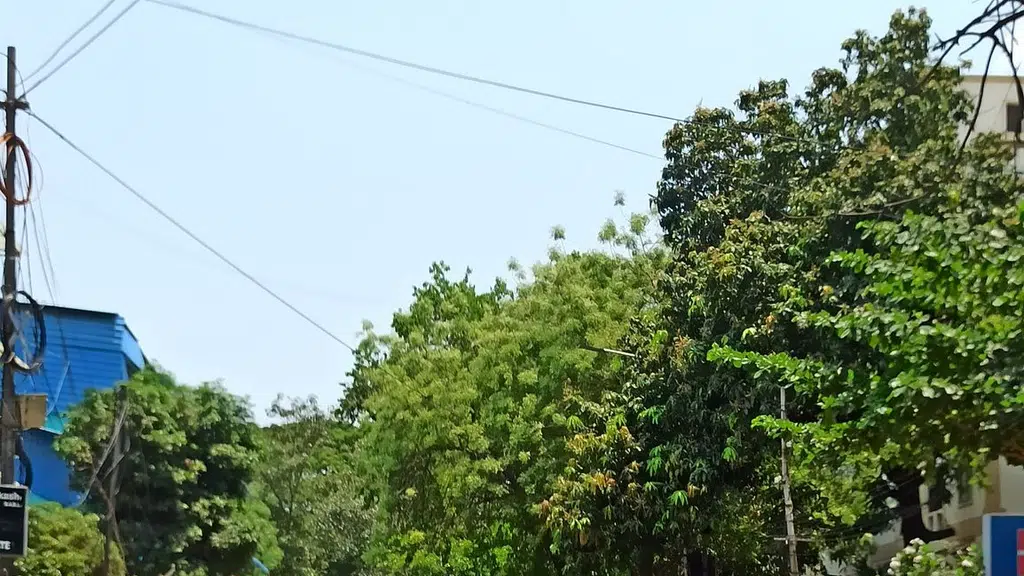 Royal Palms