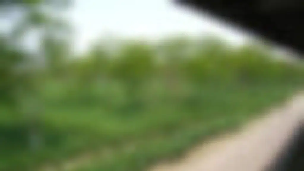 Sapoi Tea Farms 1914