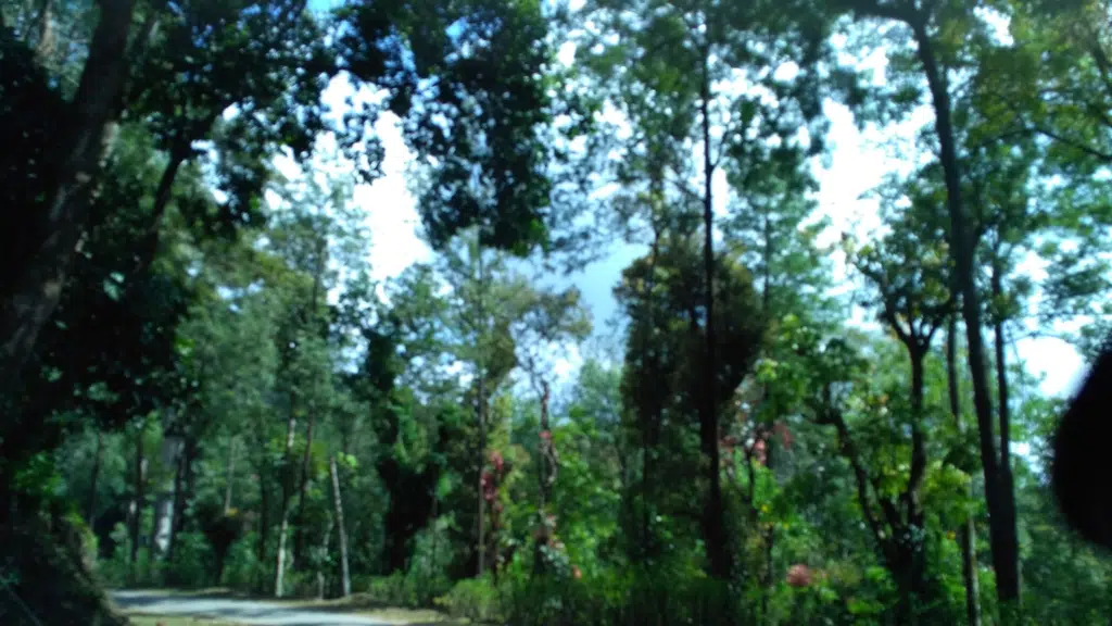 WoodyWoods Homestay