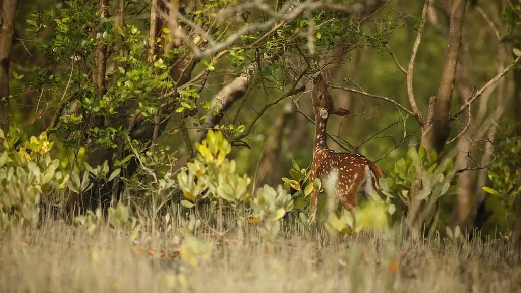 Sundarbon Kalpana Tourism