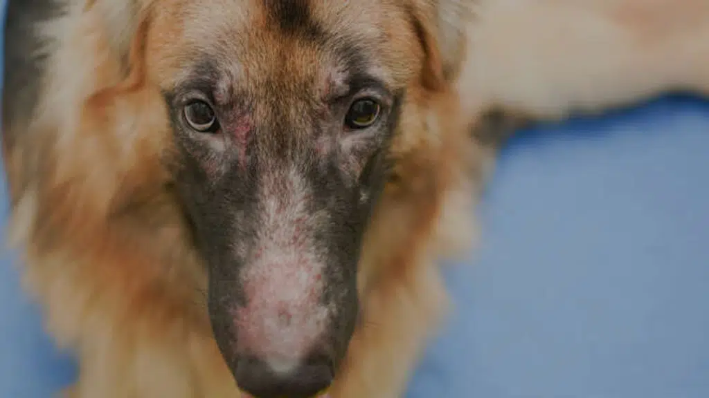 VetLesions Veterinary Diagnostic Laboratory