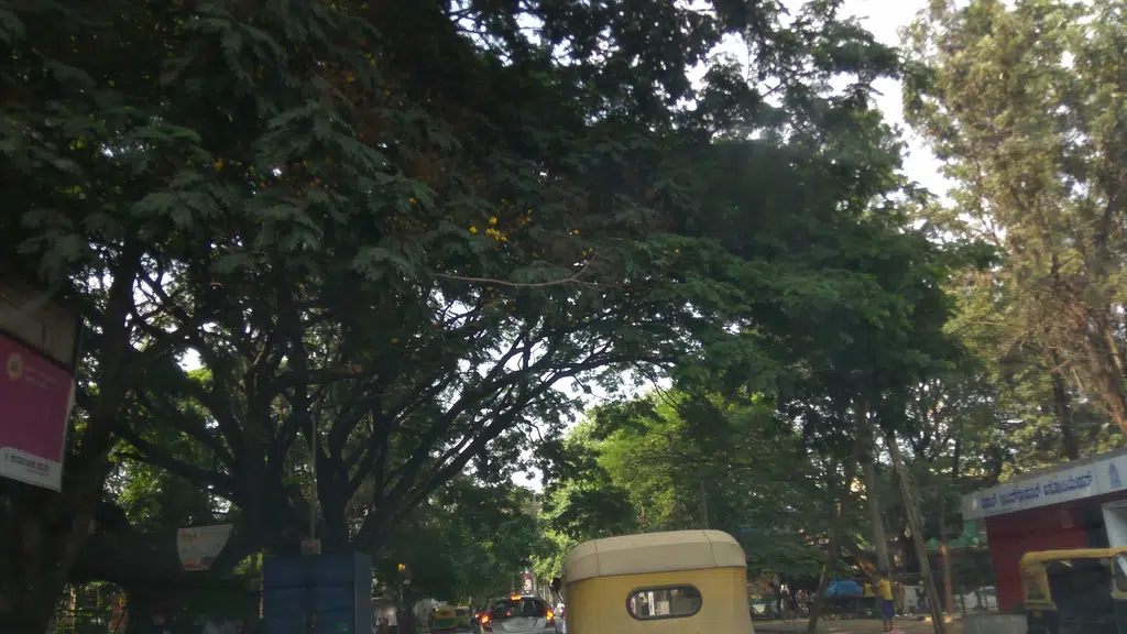 Drivesy Driving School