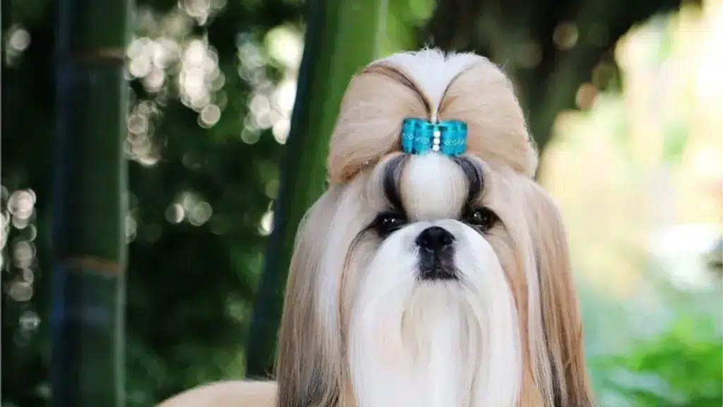 Aubree Pet's