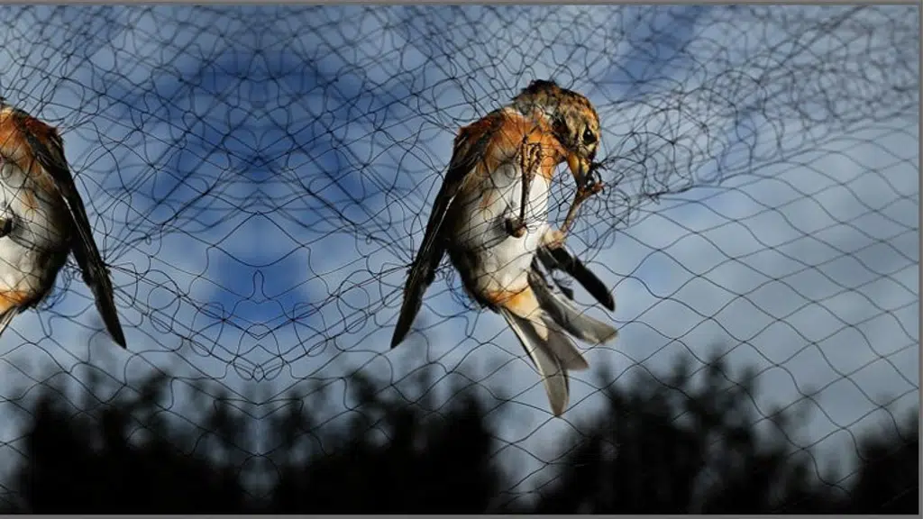 janki birdnet