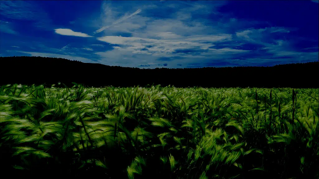 Crop Chemicals India Ltd.