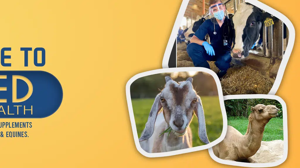 Inmed Animal Health