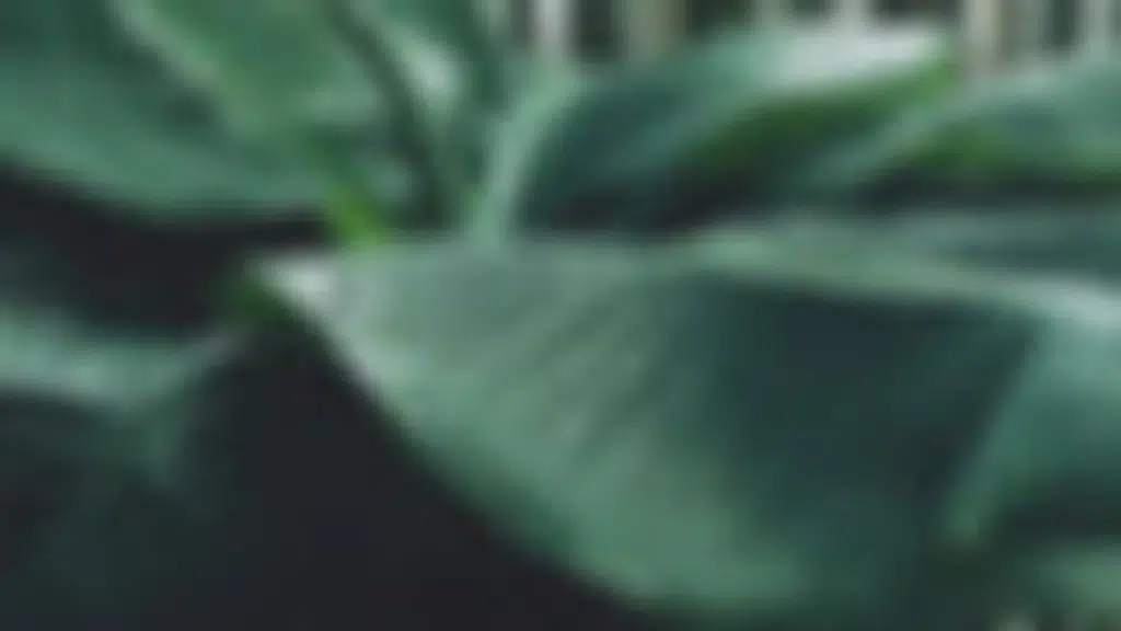 Green Swastik Goa