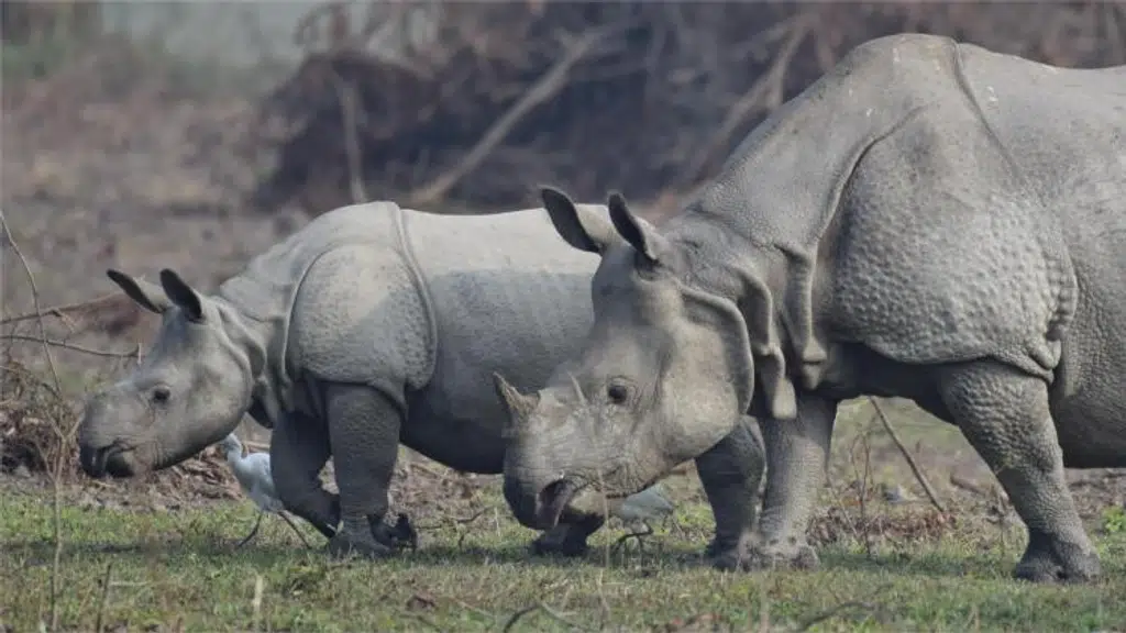 Kaziranga Homestay
