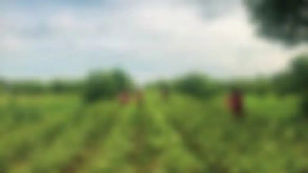 Prakruthi Farms and dairy