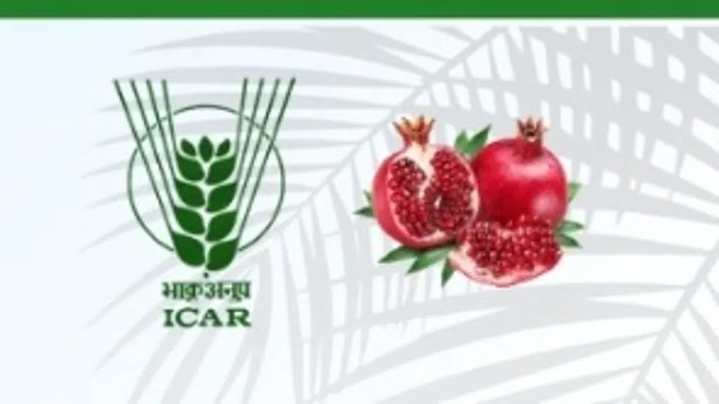 ICAR - National Research Centre On Pomegranate