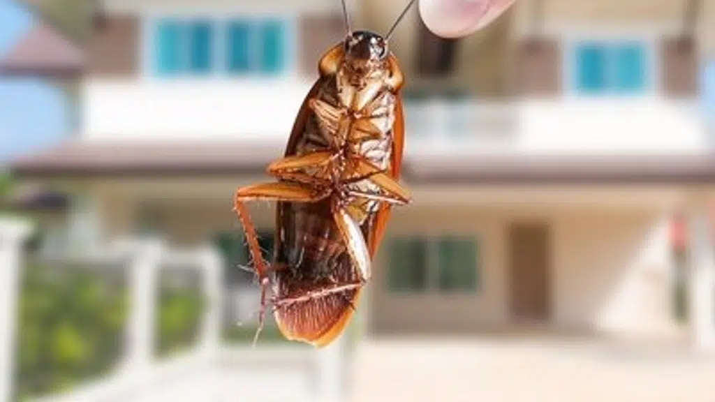 Zika Pest Control Services
