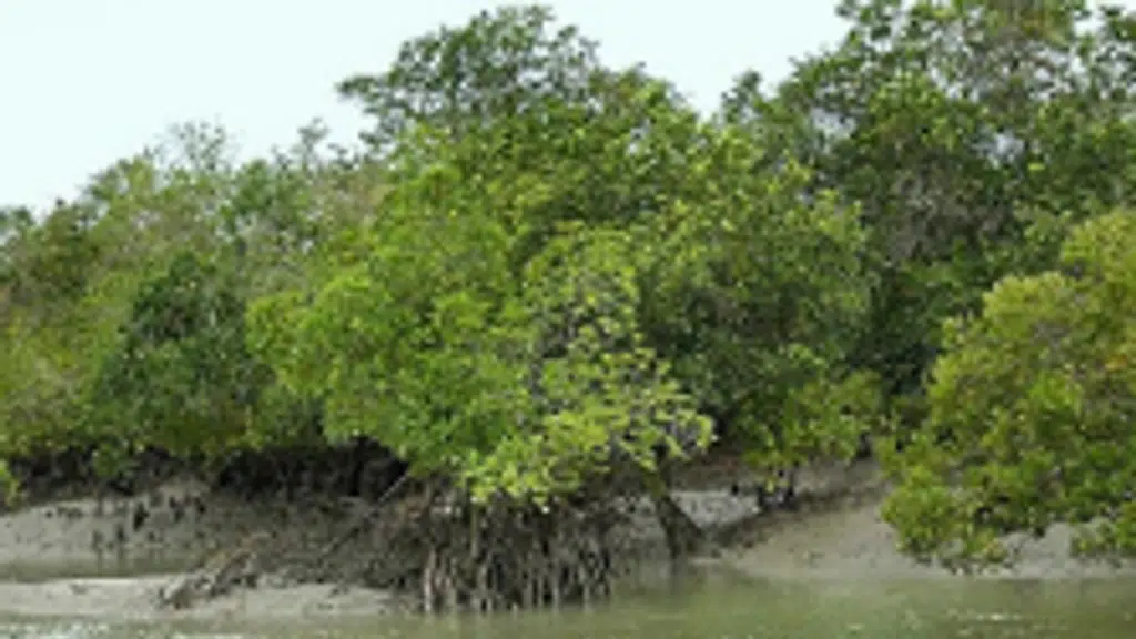 Sunderban Ethnic House Boat