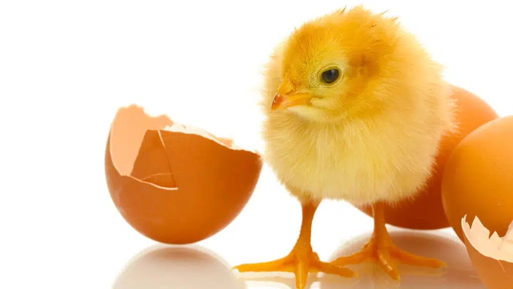 RR Veterinary Healthcare Pvt. Ltd