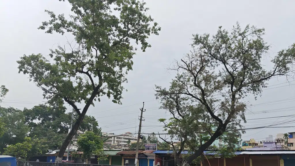 Domino's Pizza | Adabari, Guwahati, Assam