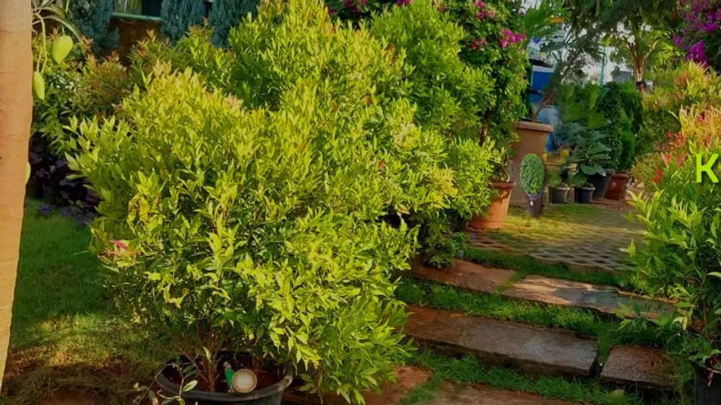 KS Garden Nursery Plants