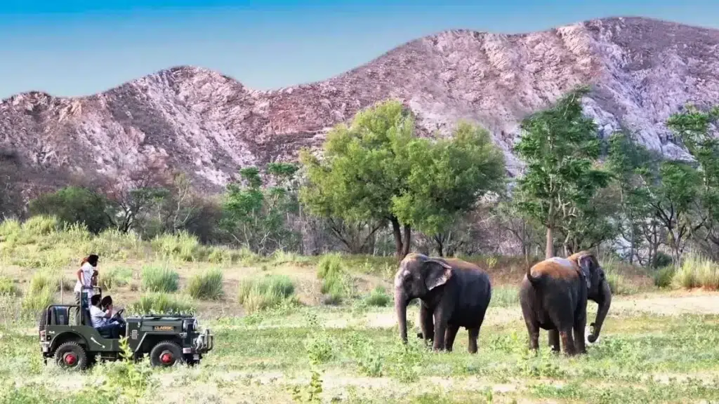 EleJungle - Nature & Elephant Safari
