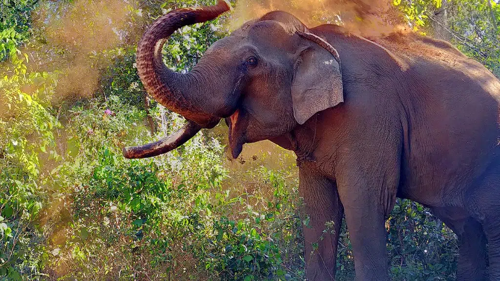 World Animal Protection India