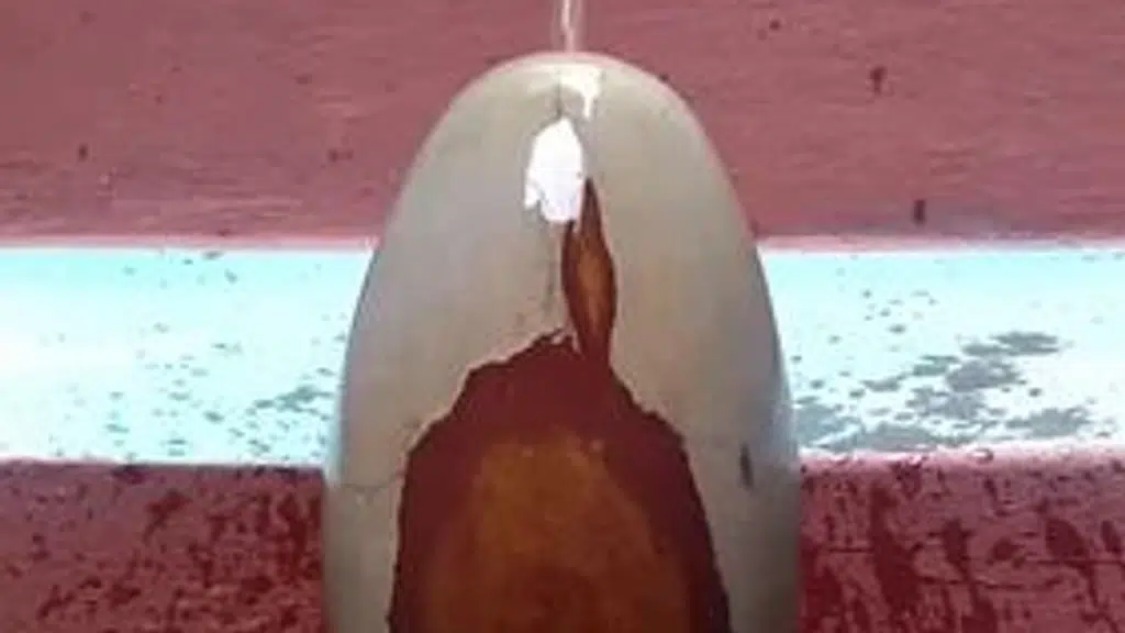 Narmada stone shivling