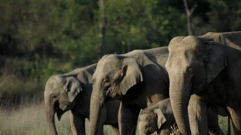 Rajaji National Park,Uttarakhand