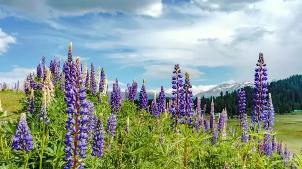Kashmir Cab Service by Travel My Kashmir