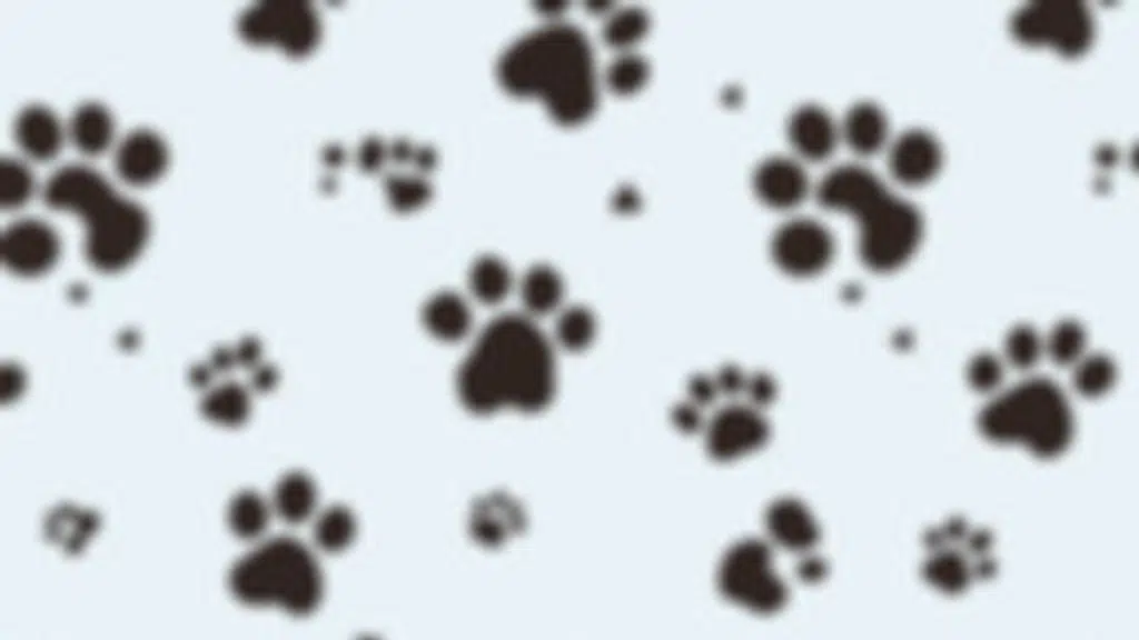 Animal Welfare Society