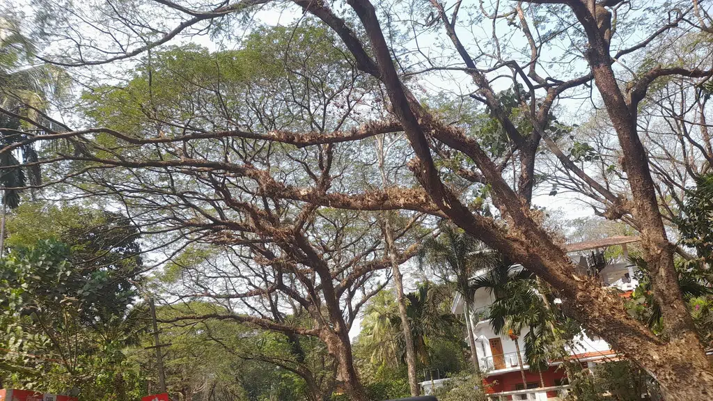Old Goa or Velha Goa