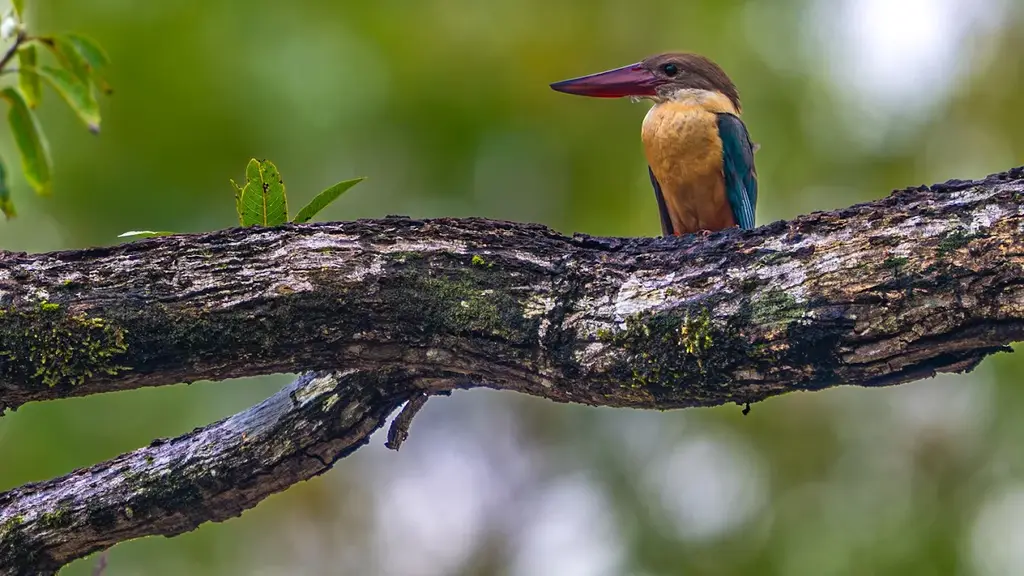Goa Birding