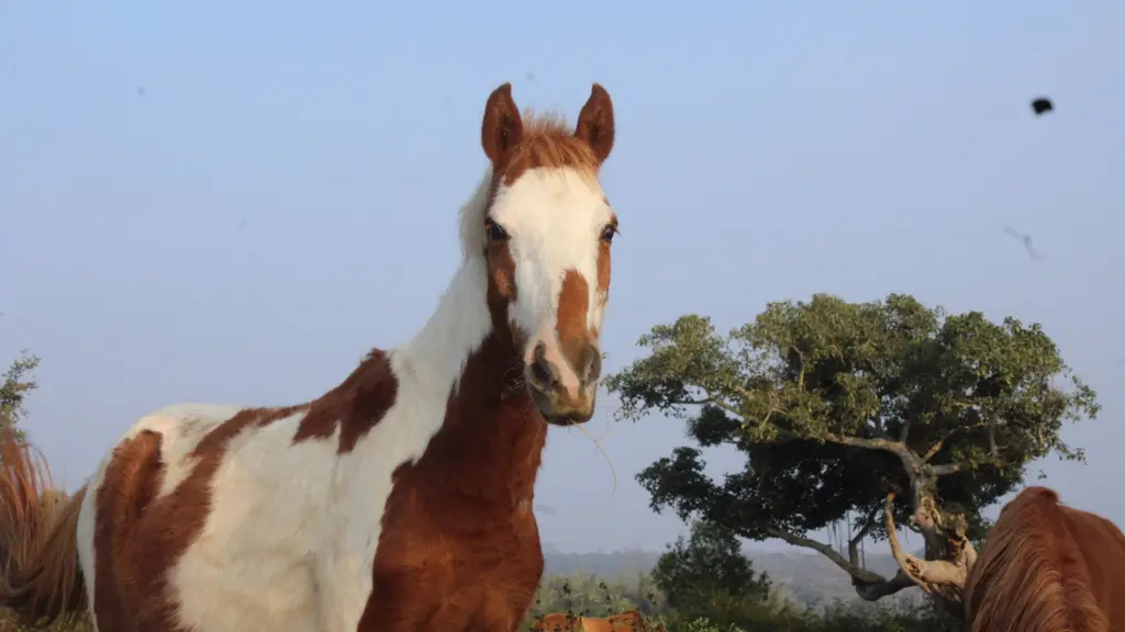 Hill View Farm Animal Refuge
