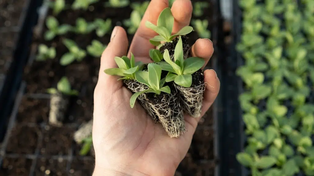 Shri Khatod Beej Bhandar