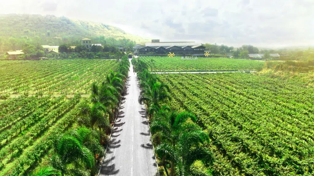 Sula Vineyards